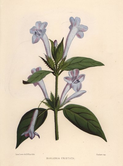 Philippine Violet, Bluebell Barleria or Crested Philippine Violet, Barleria Cristata by Unknown